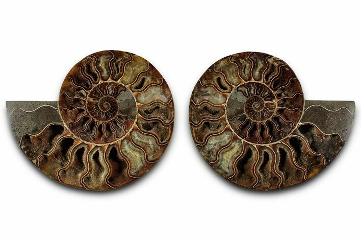 Cut & Polished Crystal-Filled Ammonite Fossil - Madagascar #359535